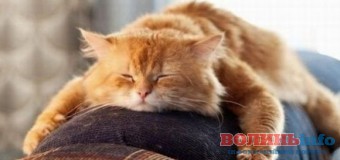 Куди піти на вихідні: ТОП-10 варіантів відпочинку на 4–6 березня у Луцьку