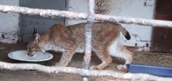 У Луцькому зоопарку повертають до життя рись