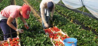 Польські аграрії заявляють про нестачу сезонних працівників з України