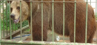 Луцький мер запросив іногородніх депутатів зробити собі закордонний паспорт у Луцьку та обзавестись ведмедем