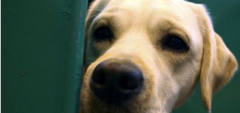 Як лабрадори можуть допомогти в боротьбі з ожирінням