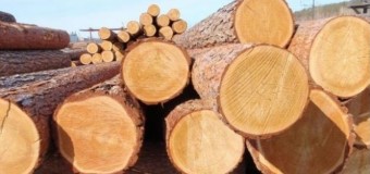 Волинські лісівники вночі спіймали браконьєрів