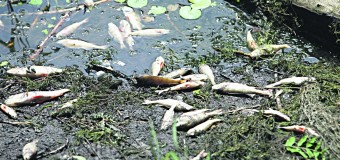 У річці на Львівщині масово вимерла риба