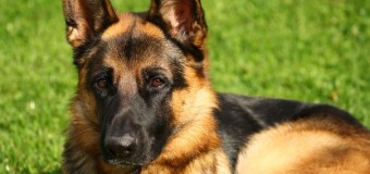 Лучанам розкажуть все про мисливських собак