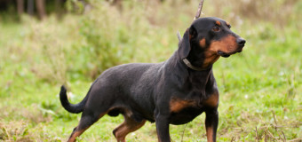 На Волині відбулися змагання мисливських собак