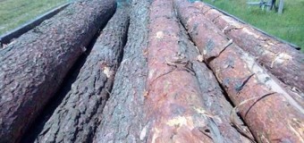 У Цумані затримали вантажівку із деревиною