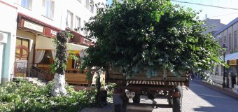 Мер Луцька про повну вирізку дерев на вулиці: «Де ви були три місяці тому?»