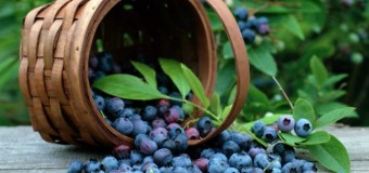 За спецвикористання лісових ресурсів на Волині сплачено понад 30 мільйонів гривень