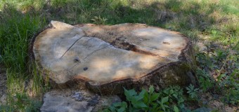Волинські лісівники цілий день вичікували людей, що зрізали дуба