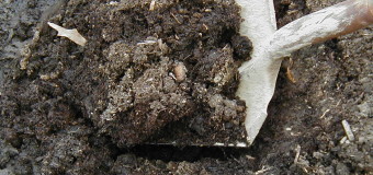 Волинські лісівники затримали групу бурштинокопачів