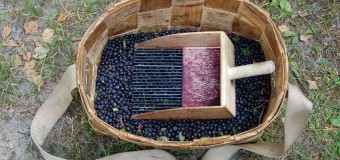 Волинян штрафуватимуть за збирання чорниць гребінкою