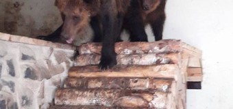 У Луцькому зоопарку побільшало ведмедів