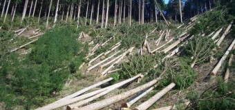 Українські лісгоспи приховують інформацію про вирубки лісів