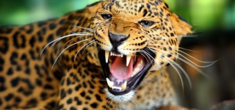 Леопард напав на жителів індійського села