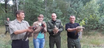На Волині лісівники випустили на волю 30 фазанів