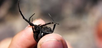 У Чехії відкрили новий вид павуків