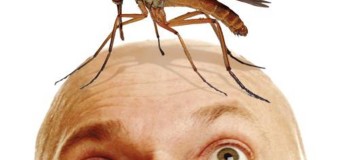 Як захиститись від комарів