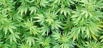 В зоні АТО виростили гектар марихуани