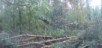 Повідомили, скільки гектарів лісу на Волині постраждали від буреломів