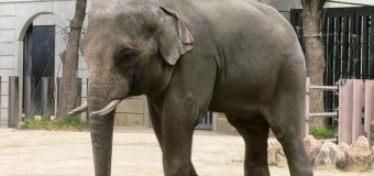 У Марокко в зоопарку слониха вбила дитину