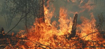 Волинян просять не розпалювати вогнищ у лісах