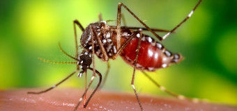 У Швеції відбулися змагання з ловлі комарів