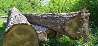 Депутат Луцькради просить ректора СНУ пояснити вирубку дерев