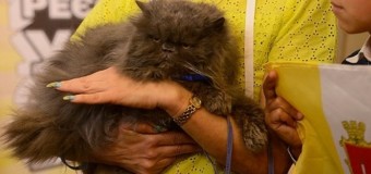 В Одесі помер найстаріший кіт України