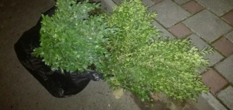 Лучанка викрала кущі біля пабу