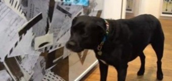 В Англії відкрили першу в світі виставку для собак