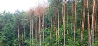 Волинські ліси треба негайно рятувати