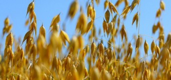 На Волині пенсіонера-педофіла замість арешту відпустили косити овес