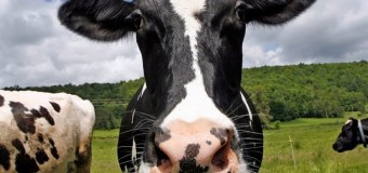 З ферми у Новій Зеландії непомітно викрали 500 корів