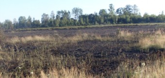На Волині згорів гектар чагарників