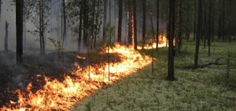 На Волині згоріло близько 4 гектарів лісу