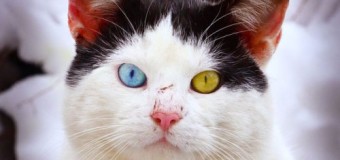 ТОП-5 порід котів з жовто-синіми очима. ФОТО