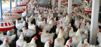 У волинському селі обікрали птахокомплекс