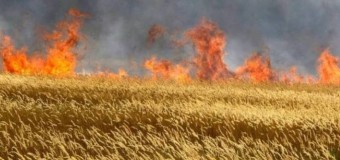 На Волині згоріло 40 гектарів пшеничного поля
