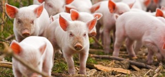 На боротьбу з африканською чумою свиней на Волині влада «кинула» всі засоби  