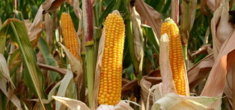 У волинському селі кукурудза в’яне від бактеріального ураження