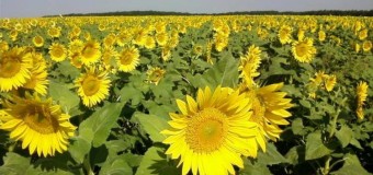 На Волині очікують рекордних урожаїв соняшнику