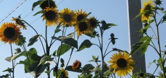 Волинянка виростила велетенські соняшники