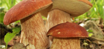 Що робити при отруєнні грибами