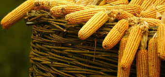 На Волині пенсіонер викрав з поля кукурудзу