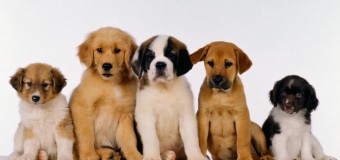 У Нововолинську сусіди судитимуться із власницею 30 собак