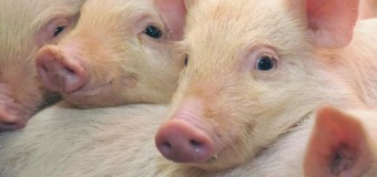 На Волині через африканську чуму знищили 70 свиней