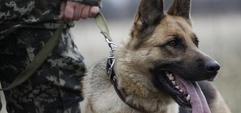 На волинському кордоні у двох людей собаки винюхали наркотики