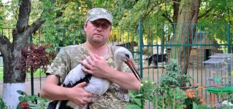 У Луцькому зоопарку зимуватиме колківський лелека