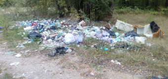 У ковельському лісі — сміттєзвалище. ФОТО