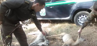 На Волині браконьєри застрелили козу з козеням. ФОТО